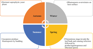 Attēlu rezultāti vaicājumam “Taphrina padi”