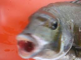 Image result for Pachymetopon grande