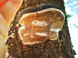 Attēlu rezultāti vaicājumam “Phellinus populicola”