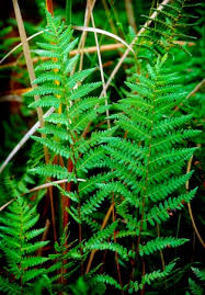 Attēlu rezultāti vaicājumam “Thelypteris palustris”