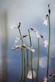 Attēlu rezultāti vaicājumam “Lobelia dortmanna flower”