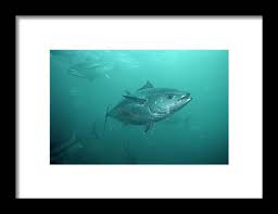 Image result for Thunnus maccoyii