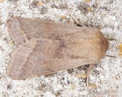 Attēlu rezultāti vaicājumam “Orthosia opima”