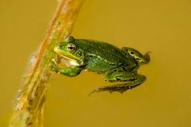 Attēlu rezultāti vaicājumam “Pelophylax adult”