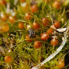 Attēlu rezultāti vaicājumam “Pleuridium subulatum”