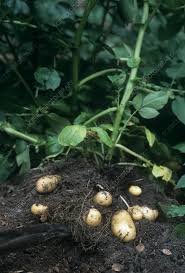Attēlu rezultāti vaicājumam “Solanum tuberosum”
