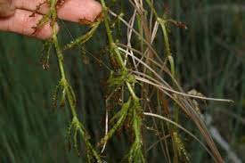 Attēlu rezultāti vaicājumam “Najas marina leaf”
