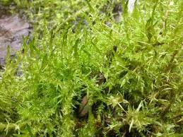 Attēlu rezultāti vaicājumam “Calliergon cordifolium”