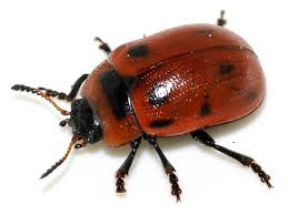 Attēlu rezultāti vaicājumam “Gonioctena”