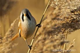 Attēlu rezultāti vaicājumam “Panurus biarmicus male”