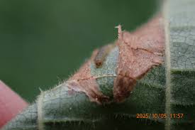 Attēlu rezultāti vaicājumam “Phyllonorycter sp.”