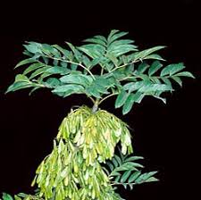 Attēlu rezultāti vaicājumam “Fraxinus excelsior Pendula female flower”