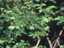 Attēlu rezultāti vaicājumam “Taxus baccata bud”