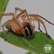 Attēlu rezultāti vaicājumam “Cheiracanthium sp.”