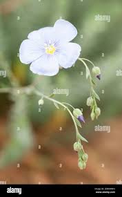 Attēlu rezultāti vaicājumam “Linum usitatissimum flower”