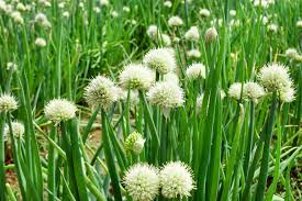 Attēlu rezultāti vaicājumam “Allium cepa flower”