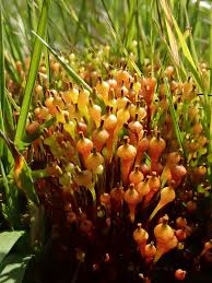 Attēlu rezultāti vaicājumam “Splachnum ampullaceum sporophyte”