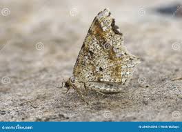 Attēlu rezultāti vaicājumam “Macaria alternata”