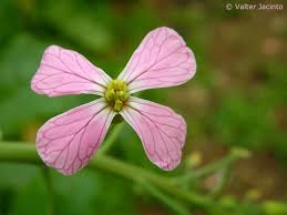 Attēlu rezultāti vaicājumam “Raphanus raphanistrum flower”