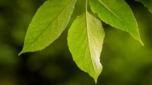 Attēlu rezultāti vaicājumam “Sambucus nigra leaf”