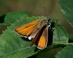 Attēlu rezultāti vaicājumam “Thymelicus lineola male”