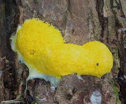 Attēlu rezultāti vaicājumam “Fuligo septica var. candida macro”