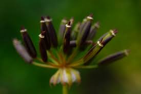Attēlu rezultāti vaicājumam “Chaerophyllum aromaticum fruit”