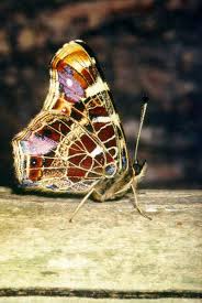 Attēlu rezultāti vaicājumam “Araschnia levana upperside”