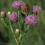 Attēlu rezultāti vaicājumam “Cirsium x rigens”