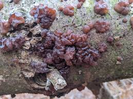 Attēlu rezultāti vaicājumam “Exidia saccharina”