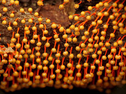 Attēlu rezultāti vaicājumam “Physarum psittacinum spores”