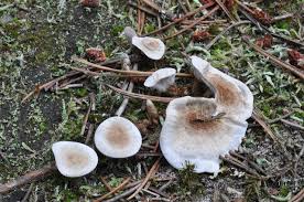 Attēlu rezultāti vaicājumam “Phellodon tomentosus”