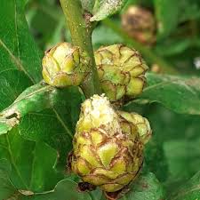 Attēlu rezultāti vaicājumam “Andricus foecundatrix”