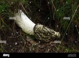 Attēlu rezultāti vaicājumam “Fuligo gyrosa spores”