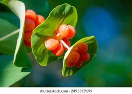 Attēlu rezultāti vaicājumam “Lonicera caprifolium fruit”