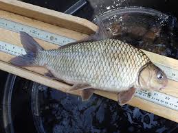 Image result for Carpiodes velifer