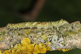 Attēlu rezultāti vaicājumam “Laspeyria flexula”