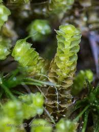 Attēlu rezultāti vaicājumam “Anastrophyllum minutum”