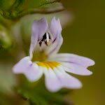 Image result for Euphrasia stricta