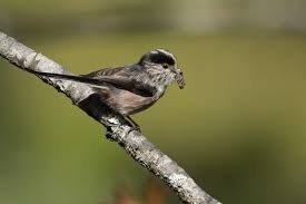 Attēlu rezultāti vaicājumam “Aegithalos caudatus adult”