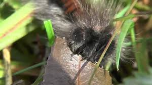 Attēlu rezultāti vaicājumam “Macrothylacia rubi larva”