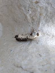 Attēlu rezultāti vaicājumam “Hedya salicella”