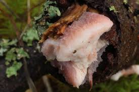 Attēlu rezultāti vaicājumam “Leptoporus mollis”