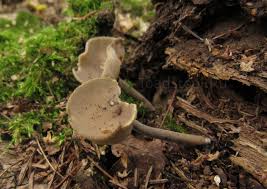Attēlu rezultāti vaicājumam “Helvella macropus”