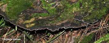 Attēlu rezultāti vaicājumam “Cystostereum murrayi”