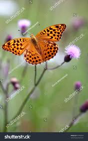 Attēlu rezultāti vaicājumam “Argynnis paphia male”