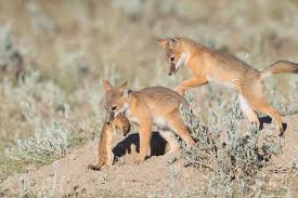 Attēlu rezultāti vaicājumam “Vulpes vulpes  juvenile”