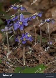 Attēlu rezultāti vaicājumam “Hepatica nobilis flower”