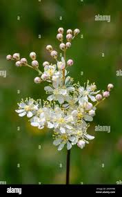 Image result for Filipendula vulgaris