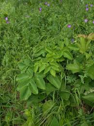 Attēlu rezultāti vaicājumam “Laserpitium latifolium”